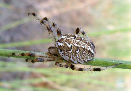 Neoscona byzanthina
