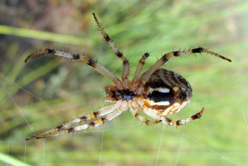 Neoscona byzanthina