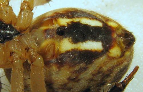 Neoscona byzanthina
