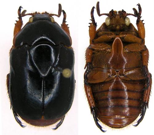 Lagochile brunnipes