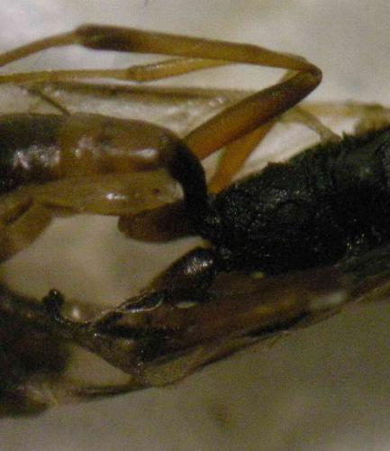 Cryptinae