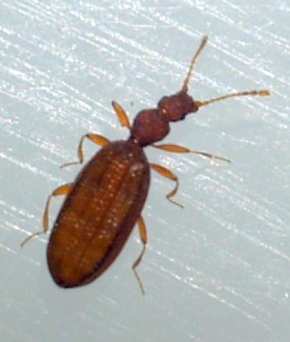 Adistemia watsoni
