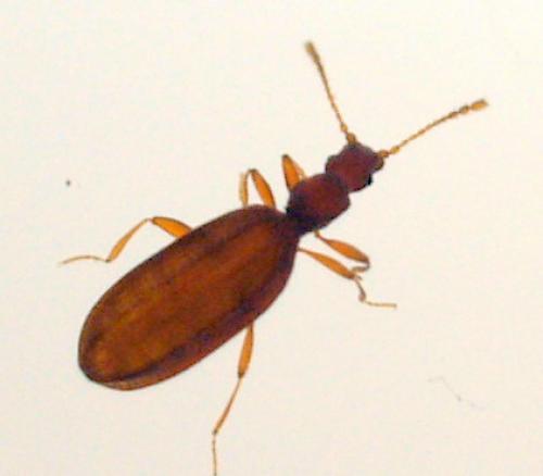 Adistemia watsoni