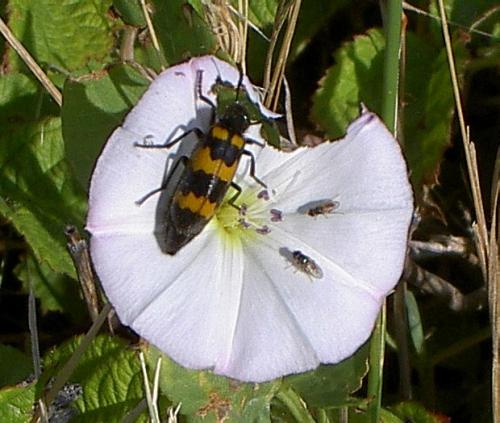 Mylabris variabilis
