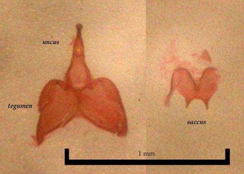 Platyptilia gonodactyla