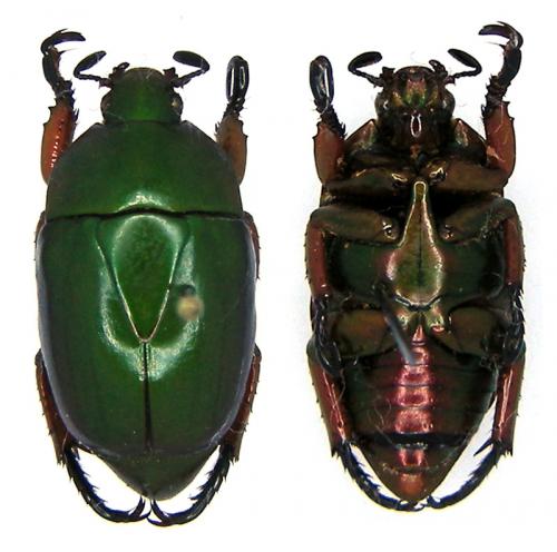 Réf. 80 550 : Macraspis pseudochrysis