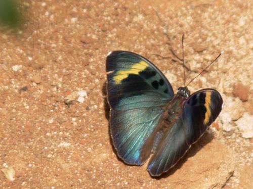 Euphaedra medon