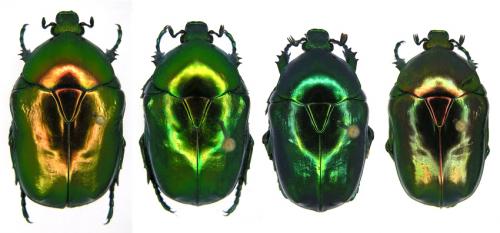 Cetonischema speciosissima