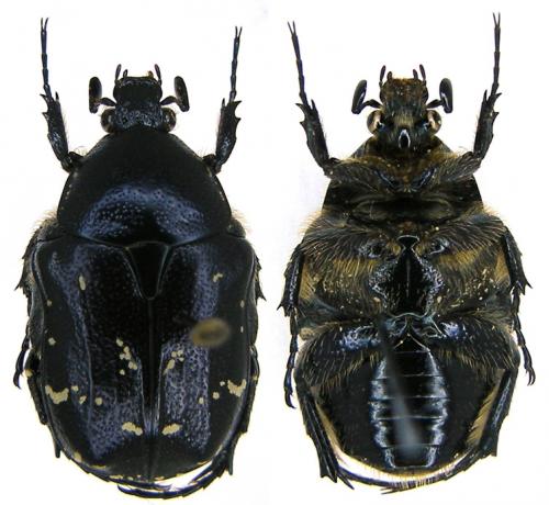 Réf. 80 564 : Protaetia sauteri