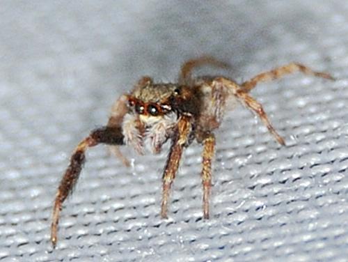Pseudeuophrys lanigera