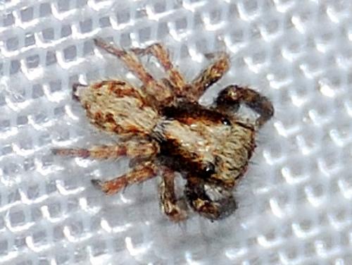 Pseudeuophrys lanigera