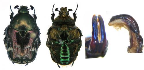 Réf. 80 260 : Protaetia cyanescens