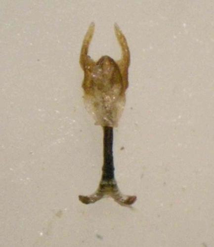 Panorpa cognata