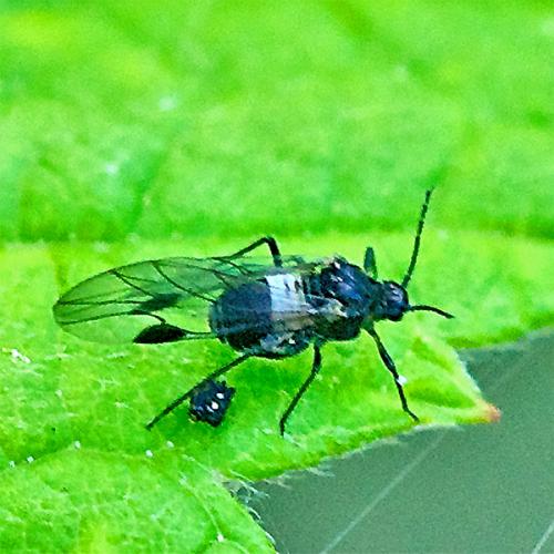 Réf. 80 544 : Anoecia corni