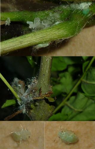 Psyllopsis fraxinicola