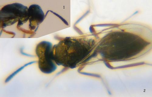 Cyrtogaster vulgaris