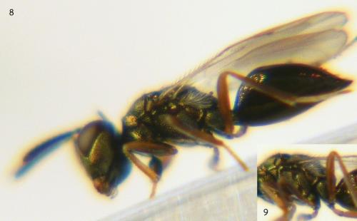 Réf. 80 104 : Cyrtogaster vulgaris