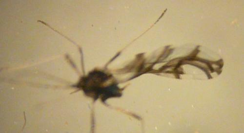 Idiopterus nephrelepidis