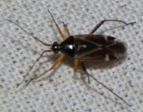 Harpocera thoracica