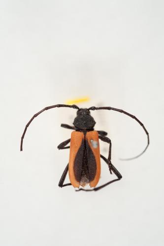 Purpuricenus kaehleri