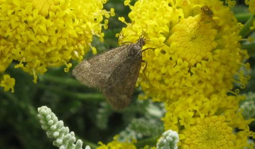 Pyrausta despicata