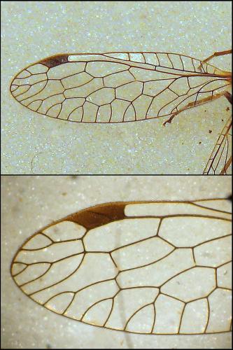 Réf. 80 687 : Raphidia ophiopsis