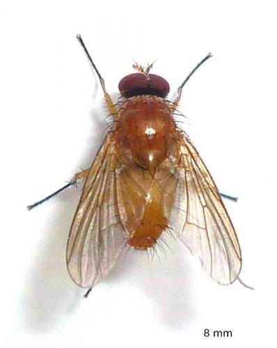 Réf. 80 096 : Phaonia pallida