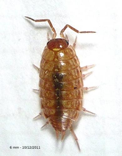 Philoscia muscorum
