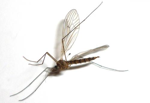 Trichocera annulata