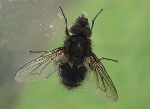 Pollenia sp.