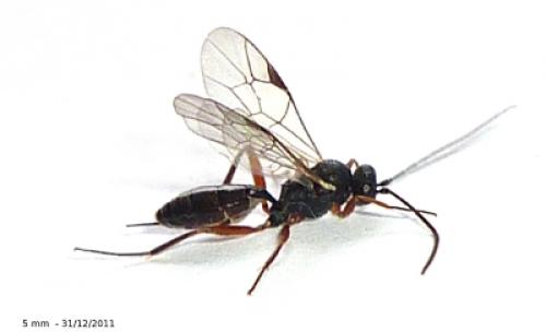 Cryptinae