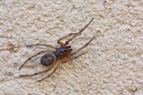 Réf. 80 573 : Steatoda nobilis