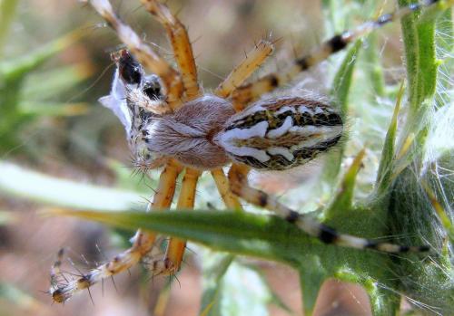 Réf. 80 003 : Aculepeira armida