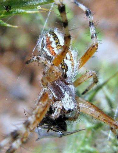 Réf. 80 146 : Aculepeira armida