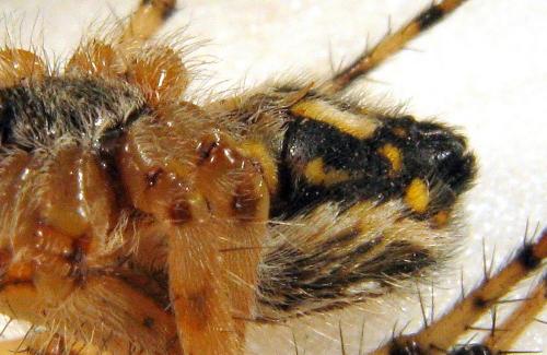 Aculepeira armida