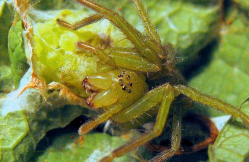 Micrommata ligurina
