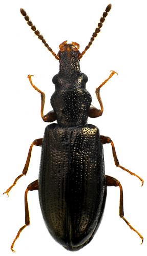 Cariderus aeneus