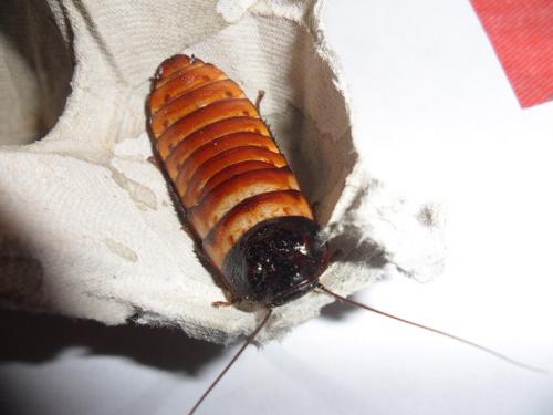 Gromphadorhina portentosa