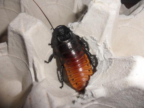 Gromphadorhina portentosa
