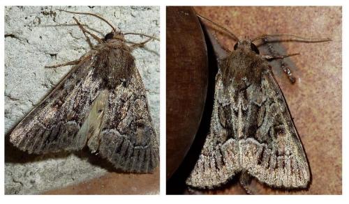Réf. 80 248 : Thalpophila matura