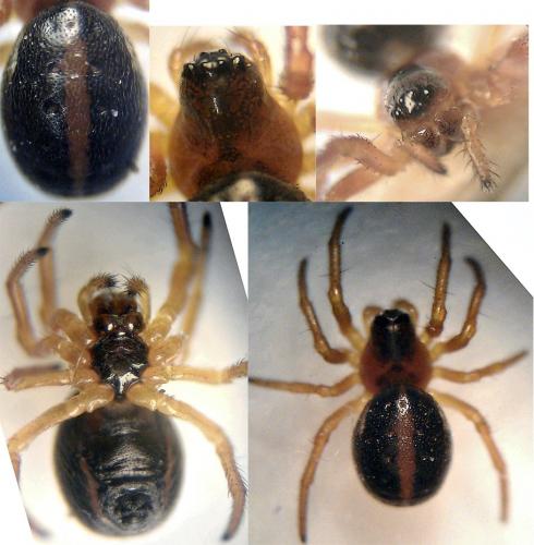 Réf. 80 859 : Hypsosinga sp.