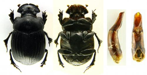 Réf. 80 179 : Copris umbilicatus