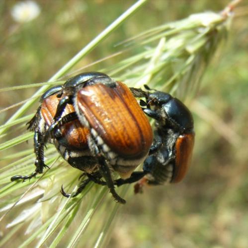 Anisoplia sp.