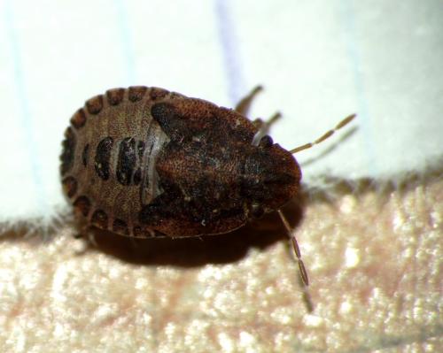 Réf. 80 131 : Sciocoris cursitans