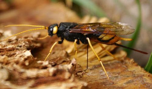 Réf. 80 815 : Urocerus gigas