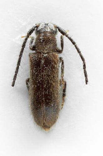 Sophronica sp.