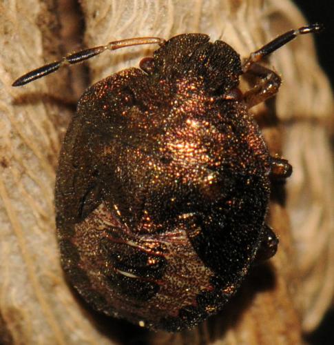 Réf. 80 100 : Holcostethus sp.