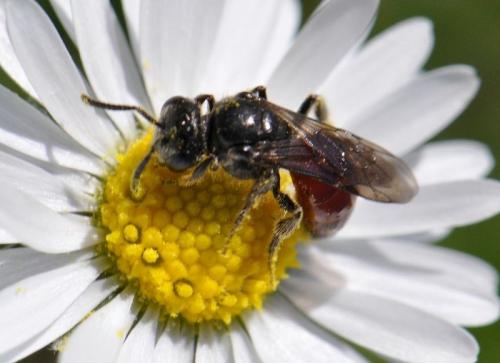 Sphecodes sp.