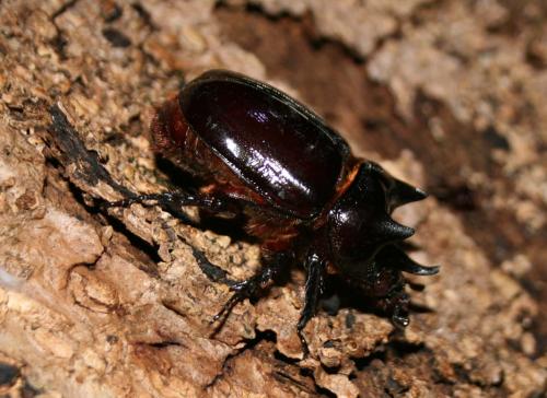 Réf. 80 389 : Strategus sp.