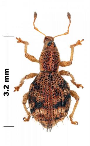 Syzygops sp.